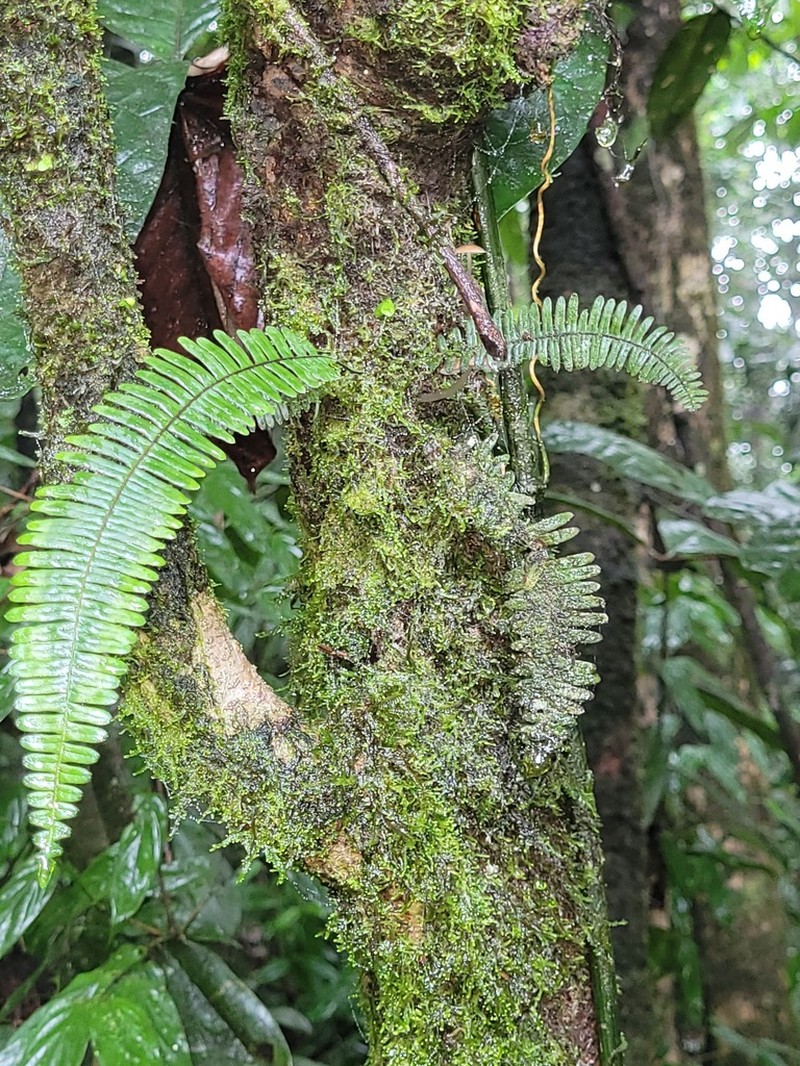 Combleaf Rockcap Fern photo 3