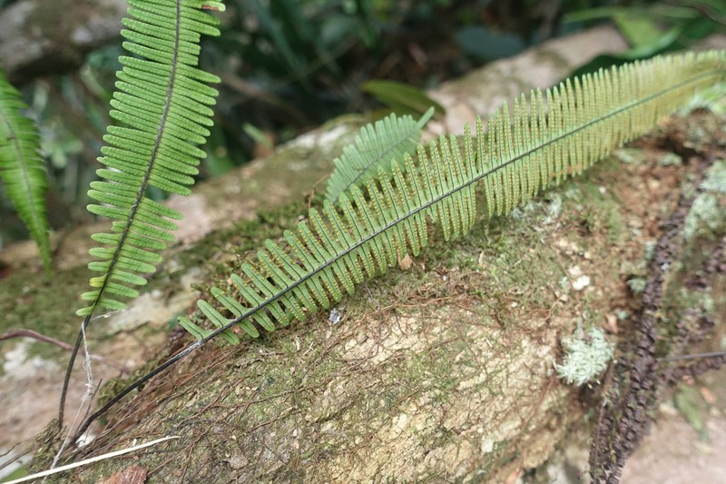 Combleaf Rockcap Fern photo 4
