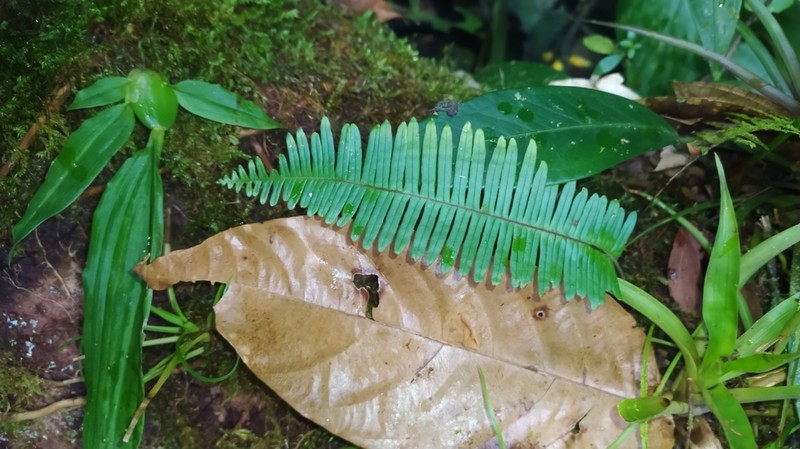 Combleaf Rockcap Fern photo 5