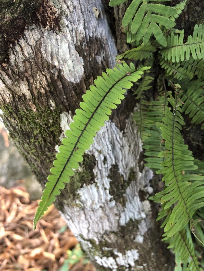Combleaf Rockcap Fern photo 6