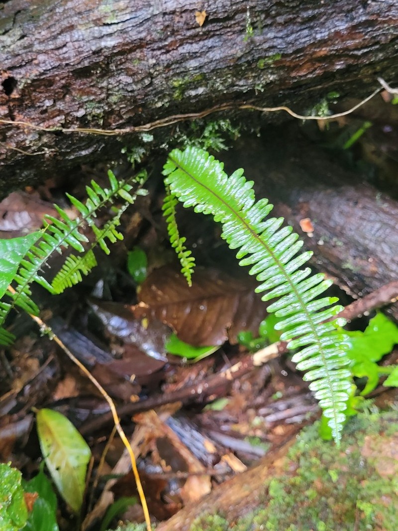Combleaf Rockcap Fern photo 7