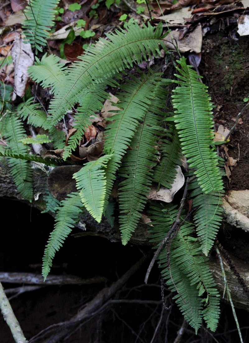 Combleaf Rockcap Fern photo 8