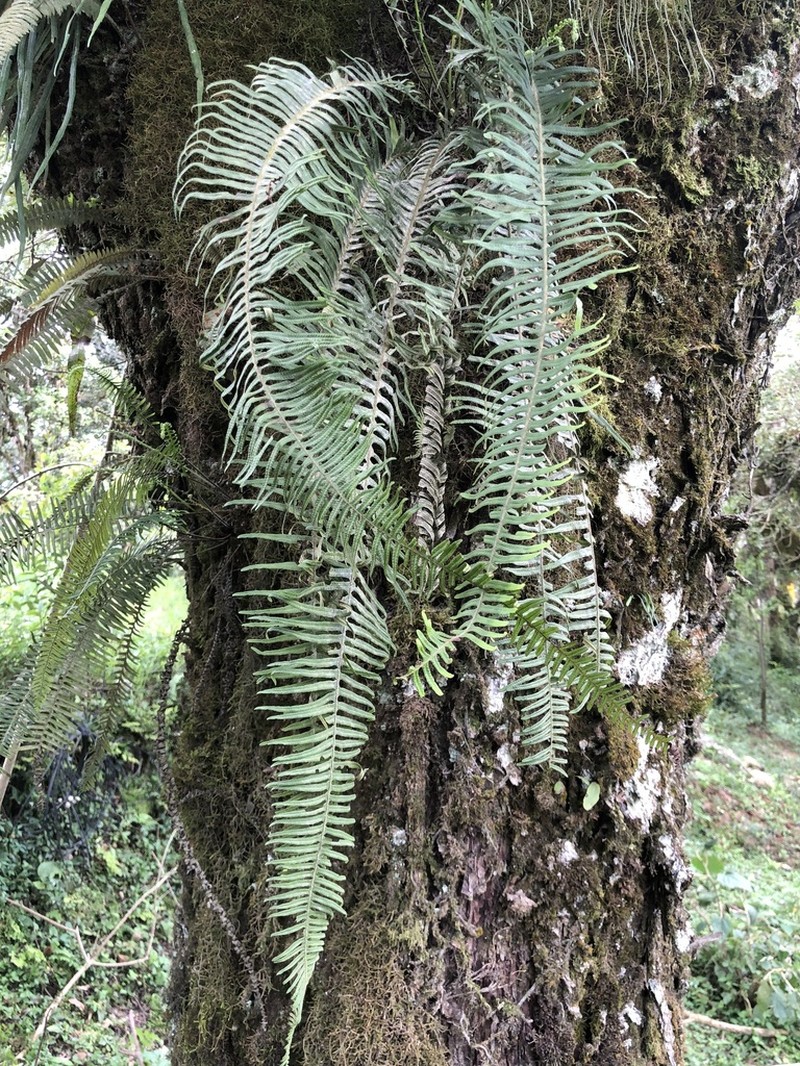 Pecluma pectinatiformis