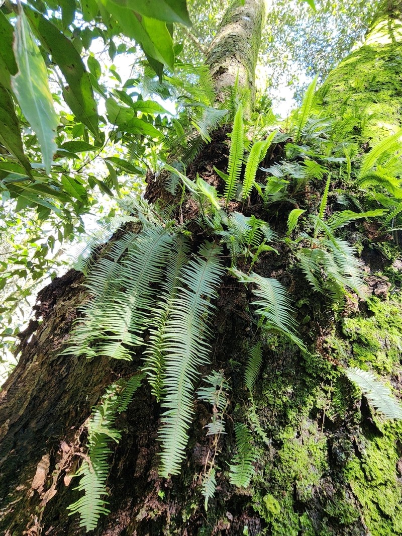 Pecluma pectinatiformis photo 2