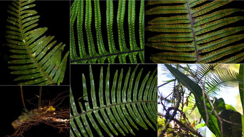 Pecluma pectinatiformis photo 3