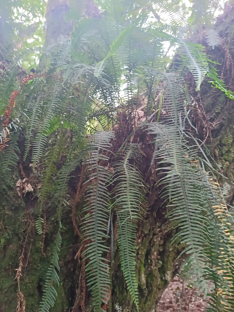 Pecluma pectinatiformis photo 4