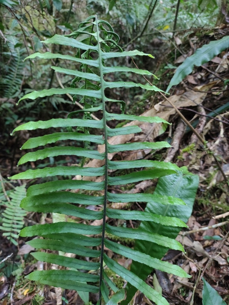 Pecluma pectinatiformis photo 5
