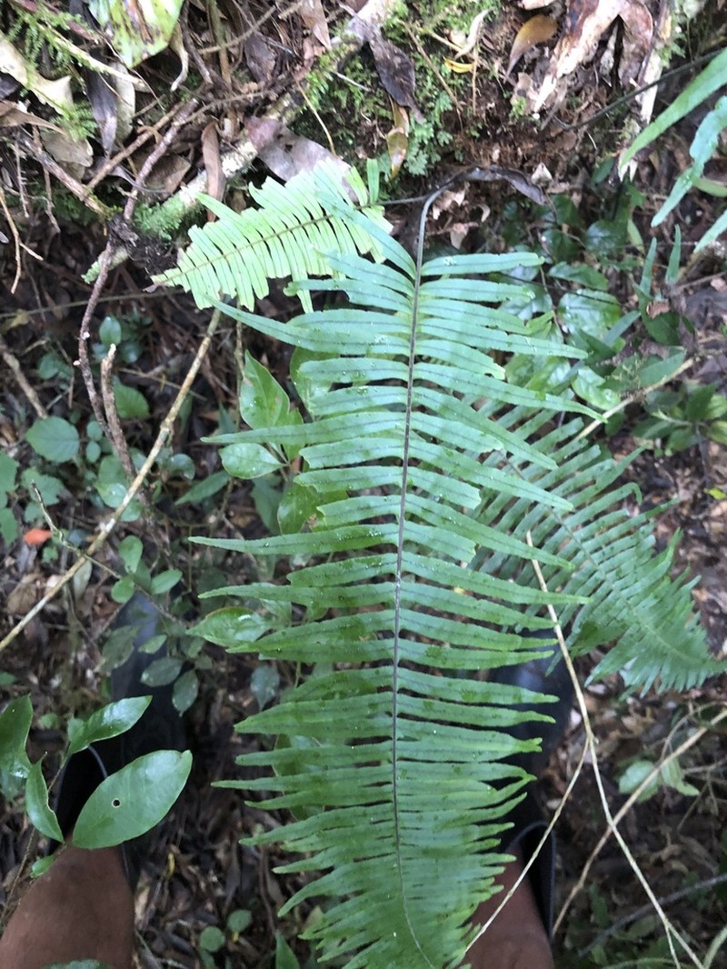 Pecluma pectinatiformis photo 7