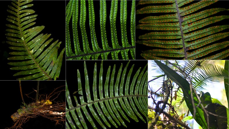 Pecluma pectinatiformis photo 8