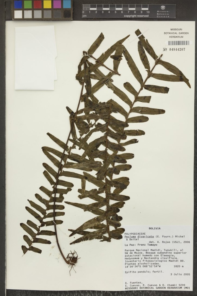 Pecluma perpinnata