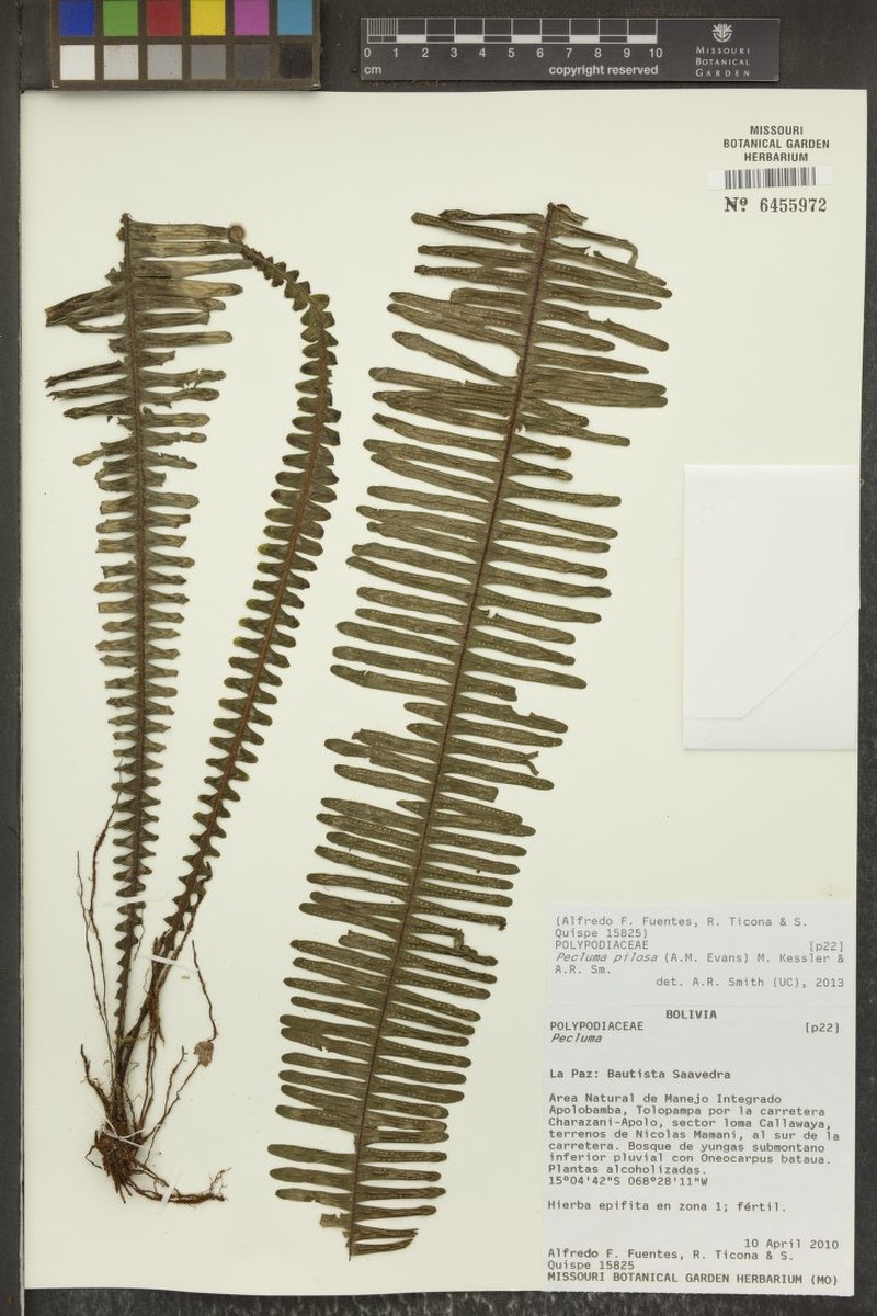 Pecluma pilosa