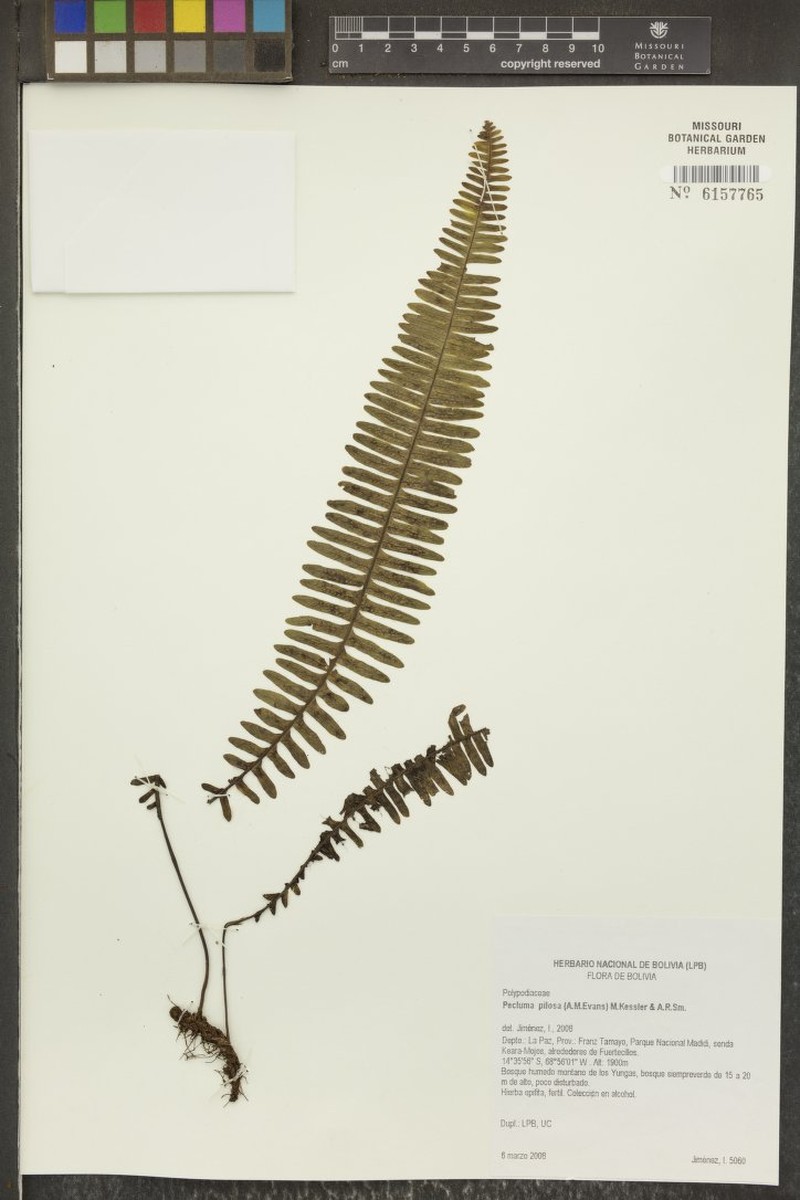 Pecluma pilosa photo 2
