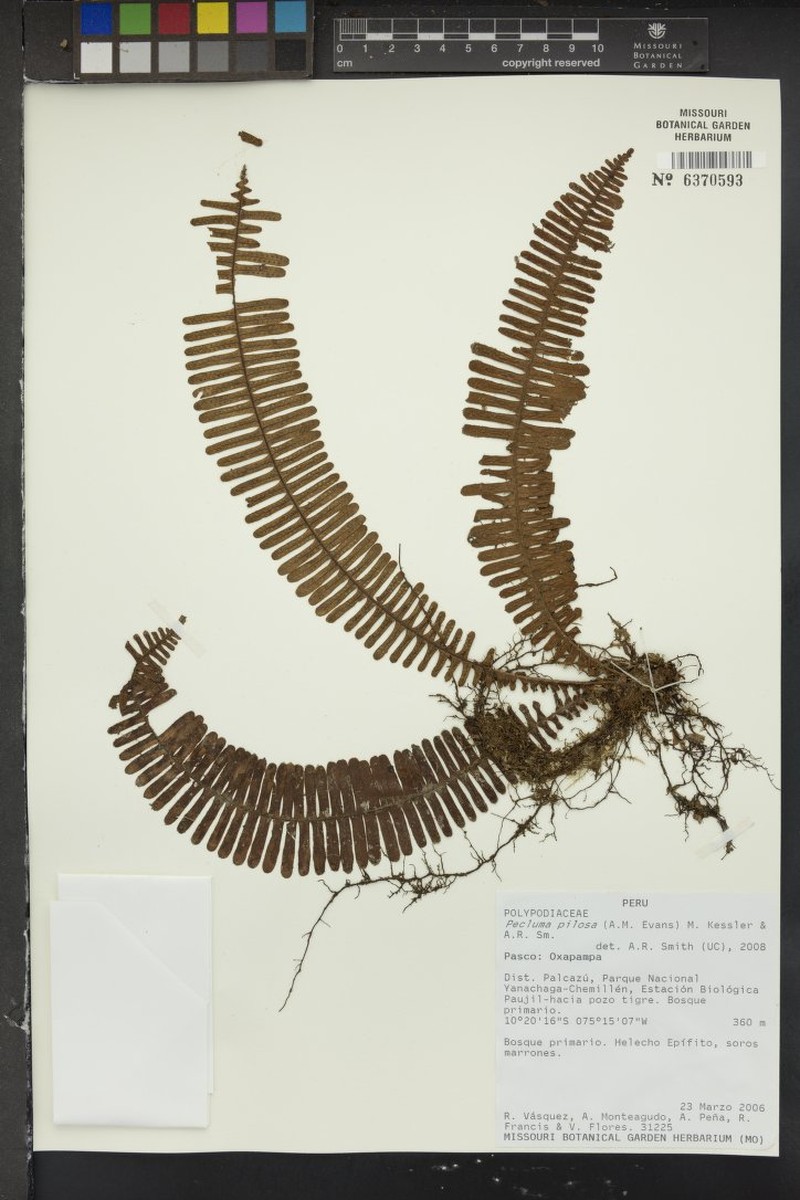 Pecluma pilosa photo 3