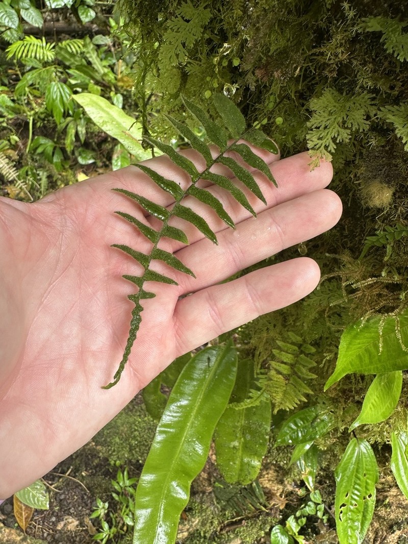 Pecluma pinnatissima