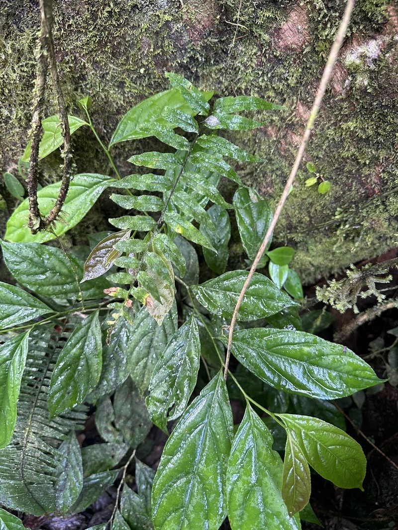 Pecluma pinnatissima photo 2