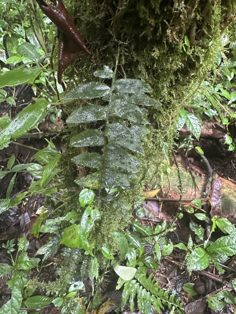 Pecluma pinnatissima photo 6