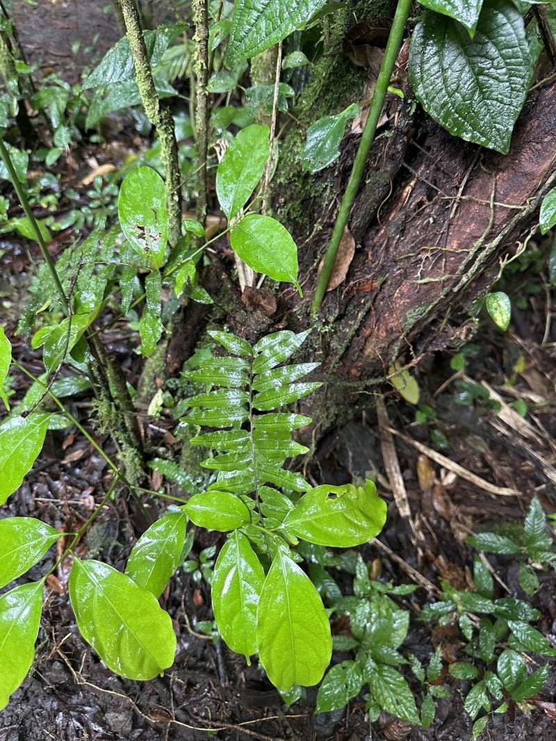 Pecluma pinnatissima photo 8