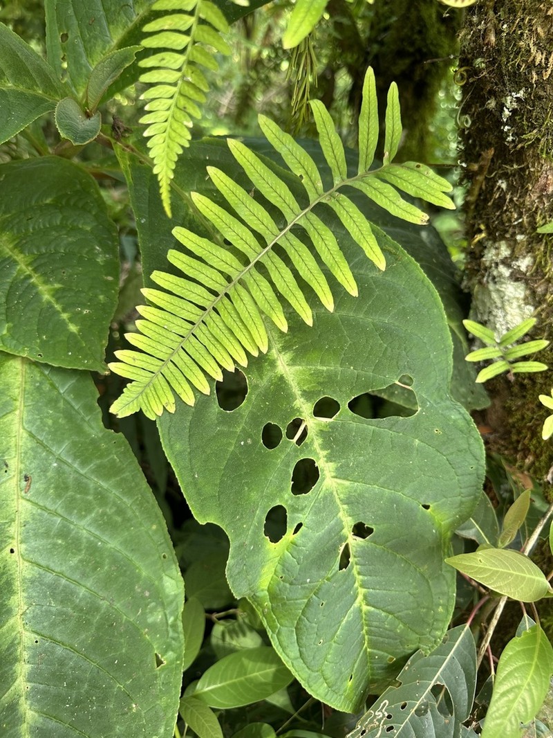 Pecluma plectolepidioides