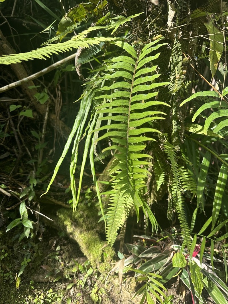 Pecluma plectolepidioides photo 2