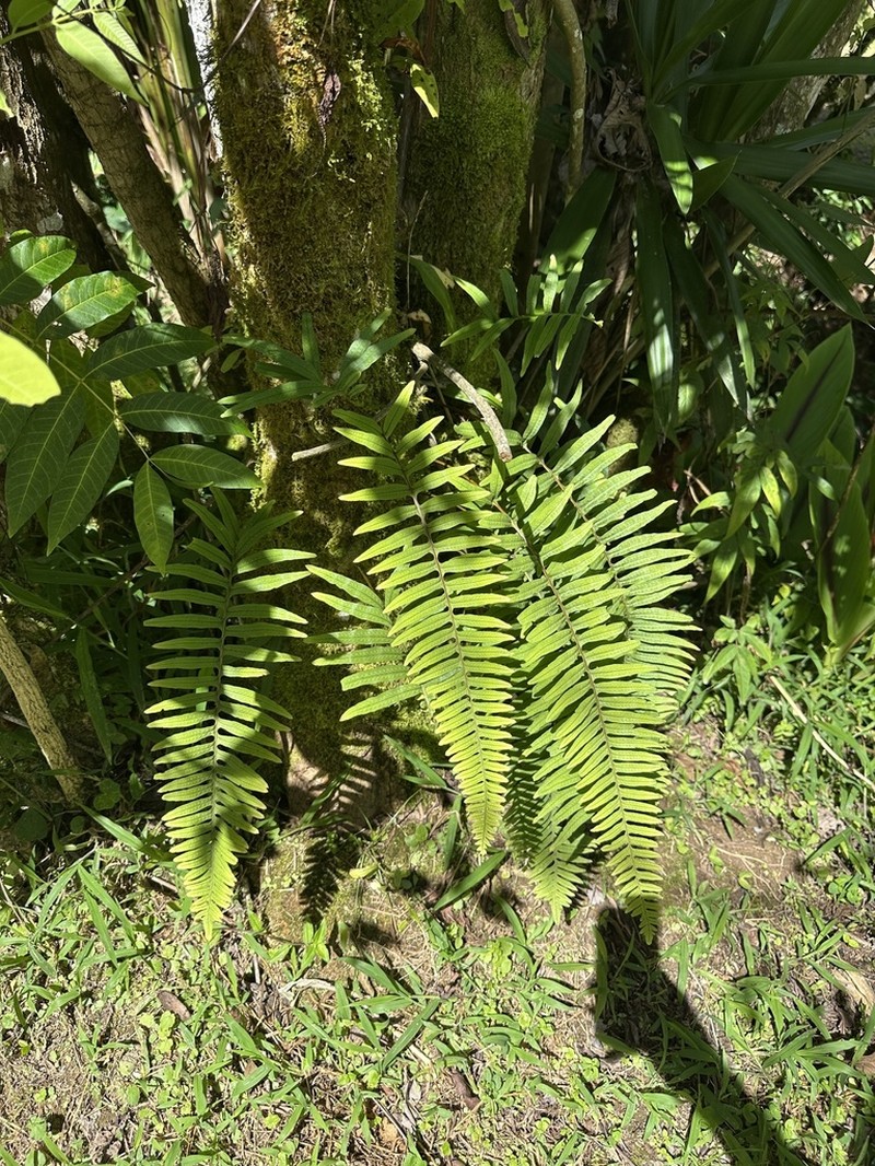 Pecluma plectolepidioides photo 3