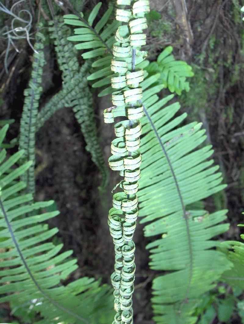 Plumed Rockcap Fern