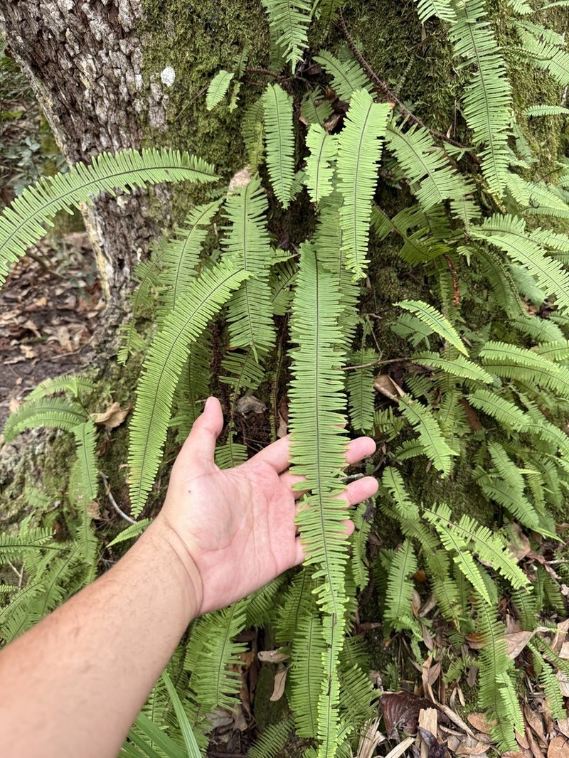 Plumed Rockcap Fern