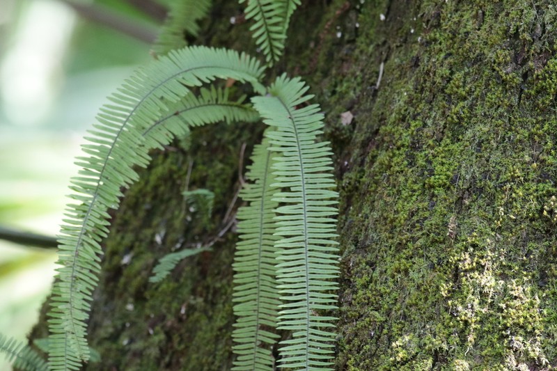 Plumed Rockcap Fern photo 2