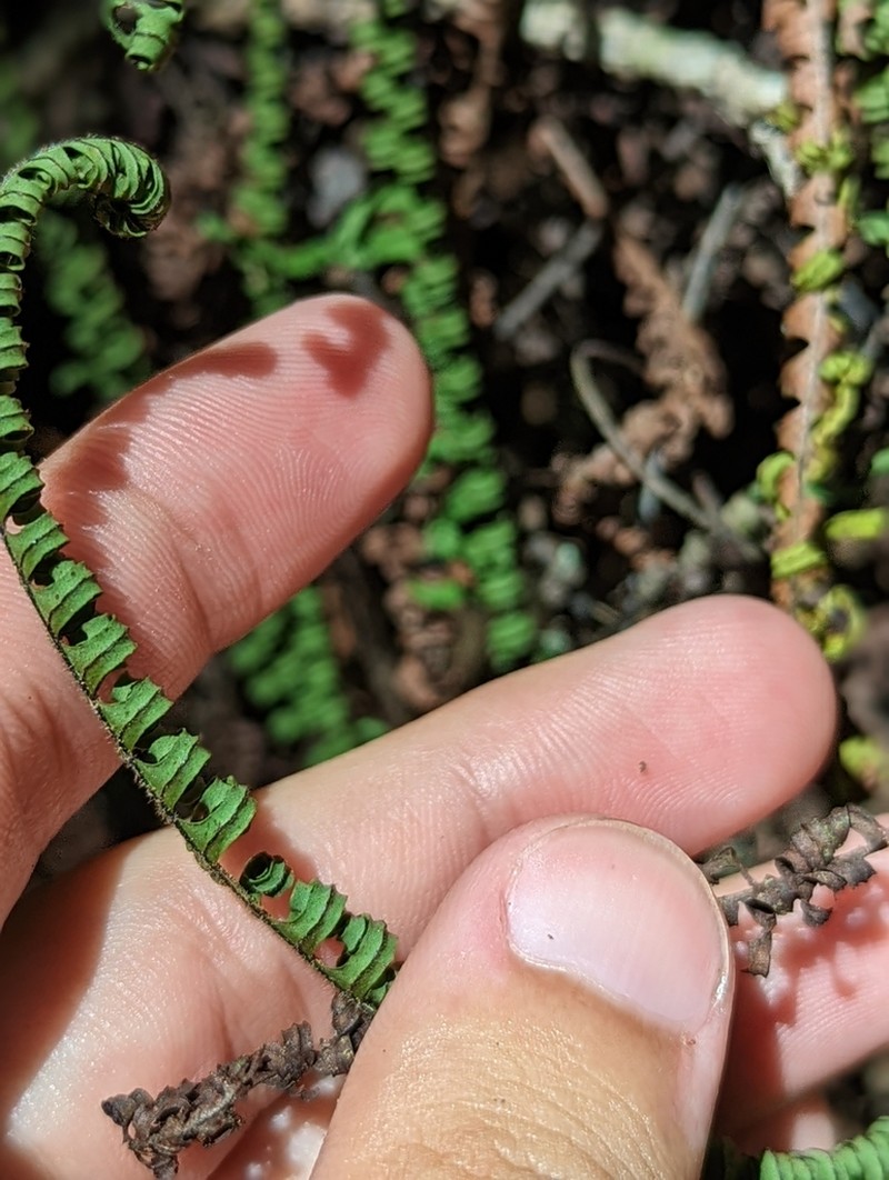 Plumed Rockcap Fern photo 3