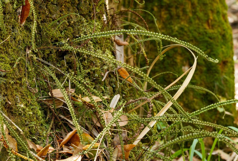 Plumed Rockcap Fern photo 4