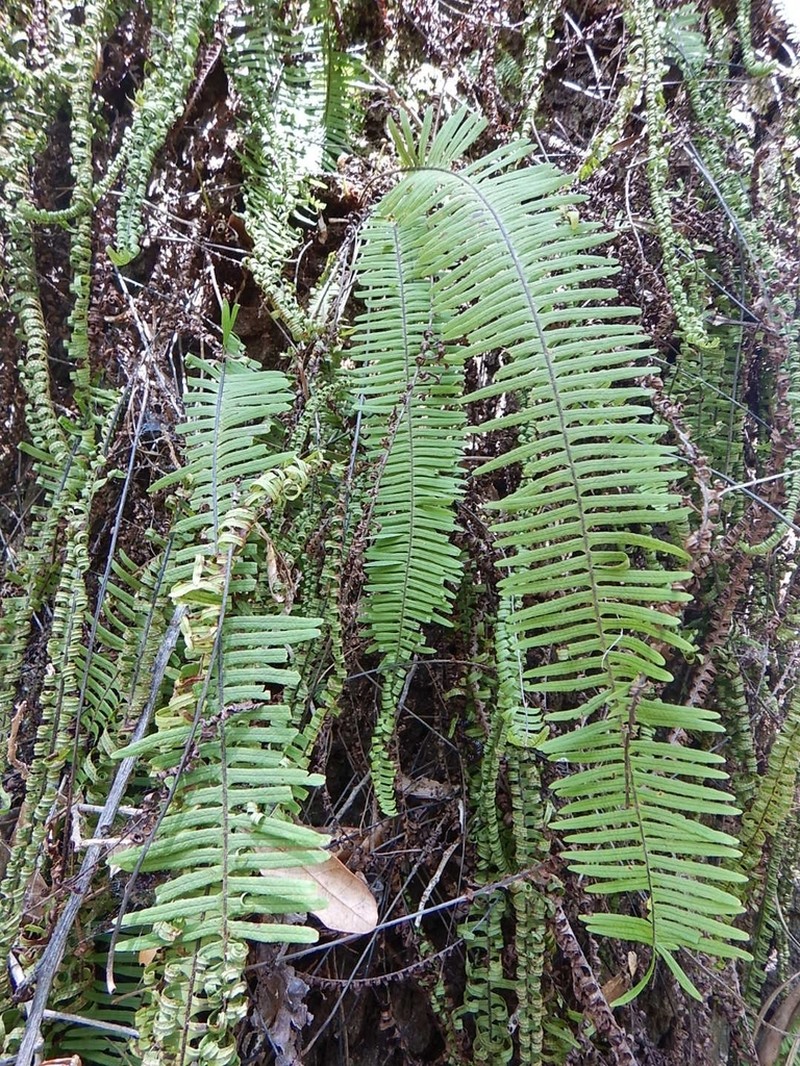 Plumed Rockcap Fern photo 5