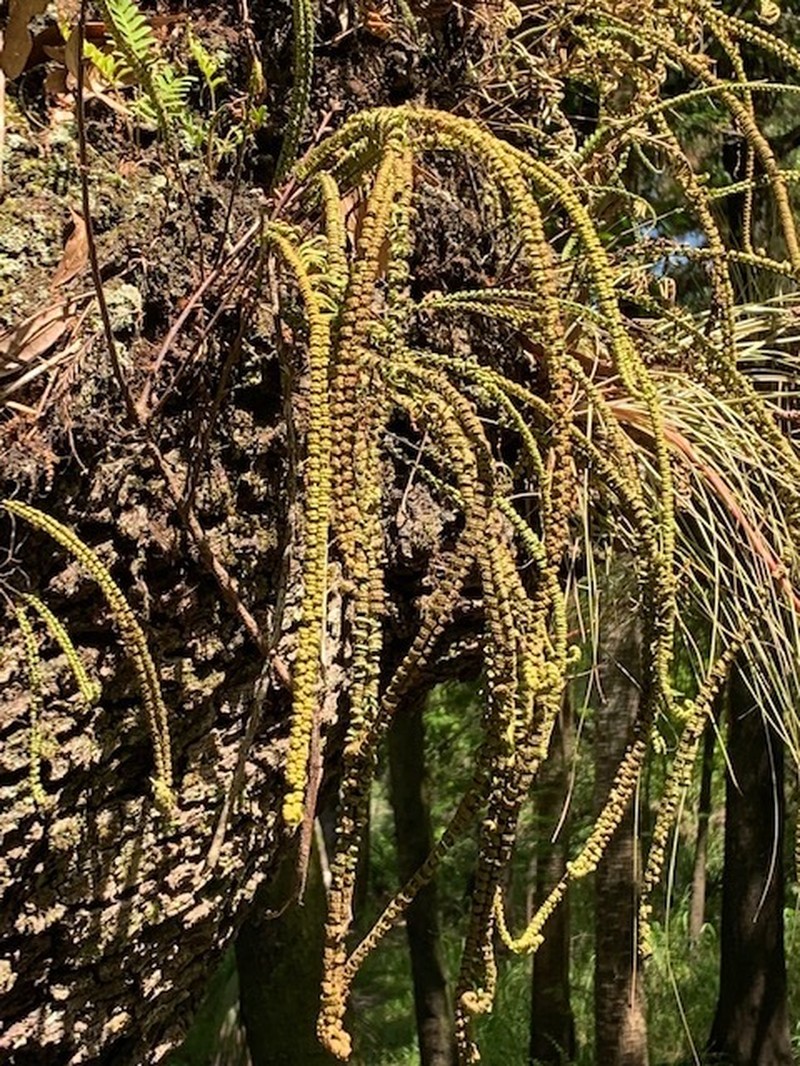 Plumed Rockcap Fern photo 6