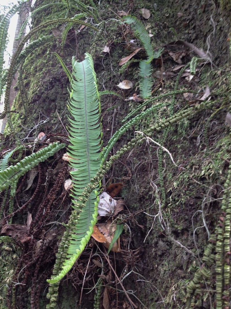 Plumed Rockcap Fern photo 7