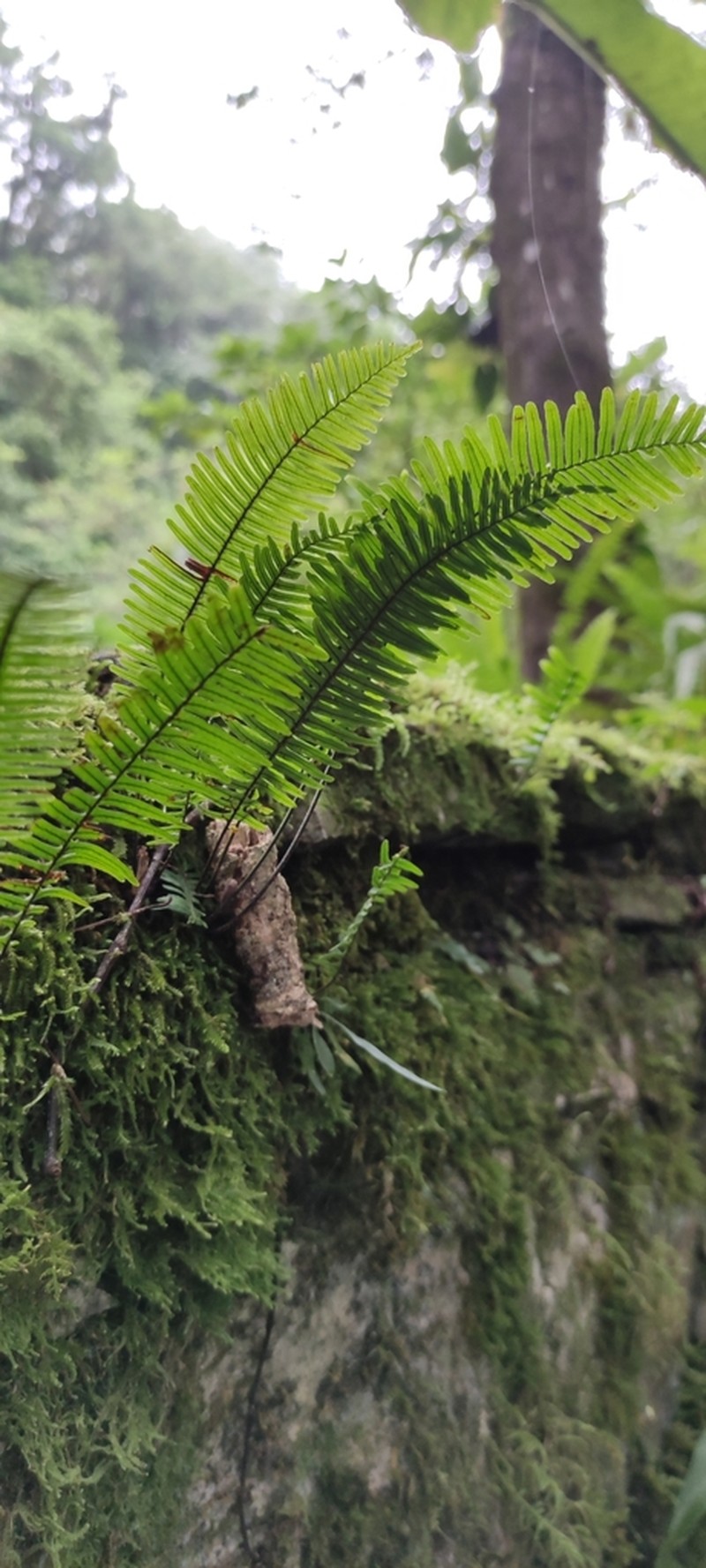 Plumed Rockcap Fern photo 8