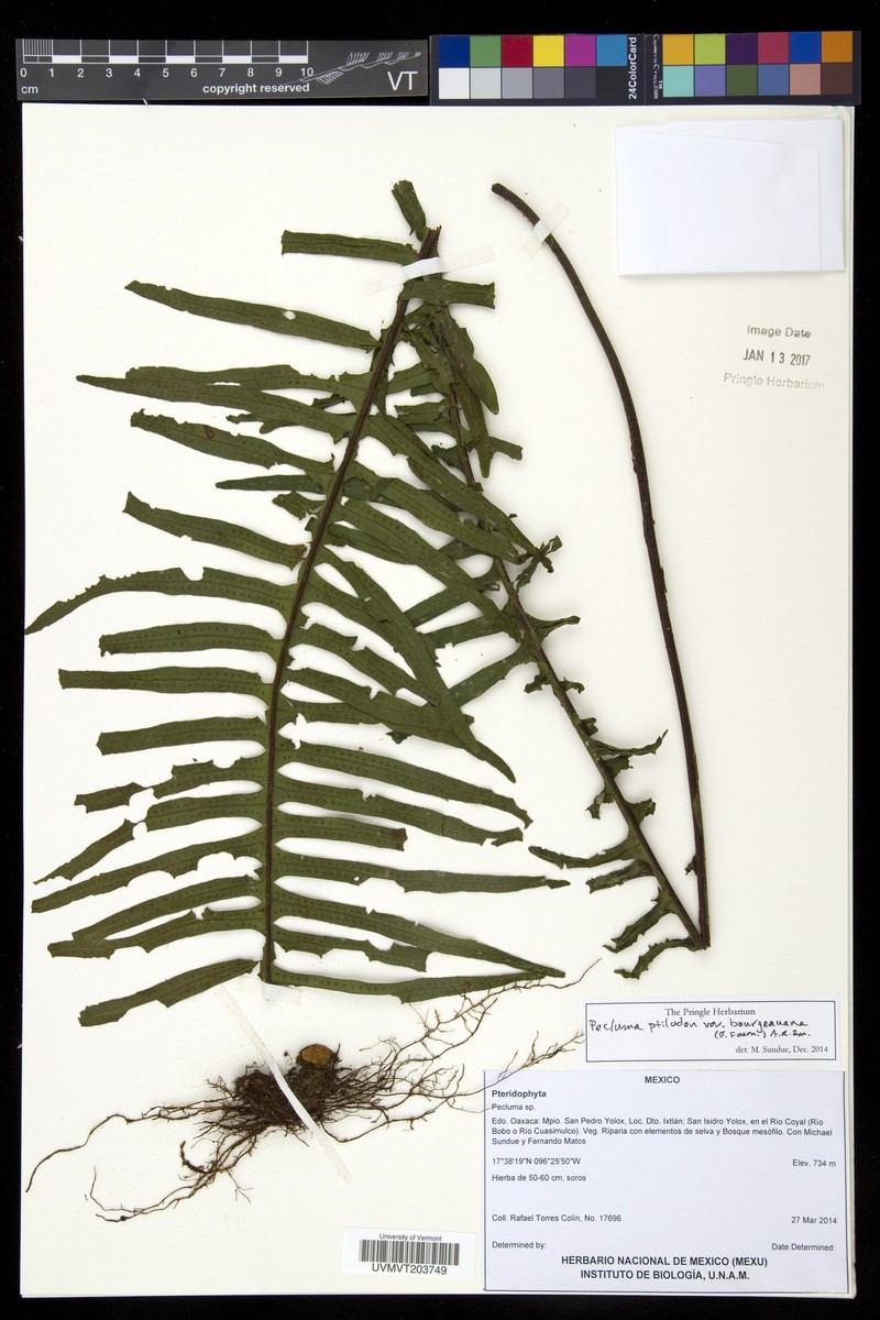 Palmleaf Rockcap Fern