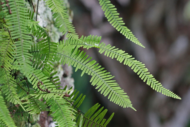 Pecluma ptilotos