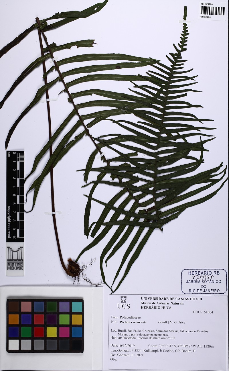 Pecluma recurvata