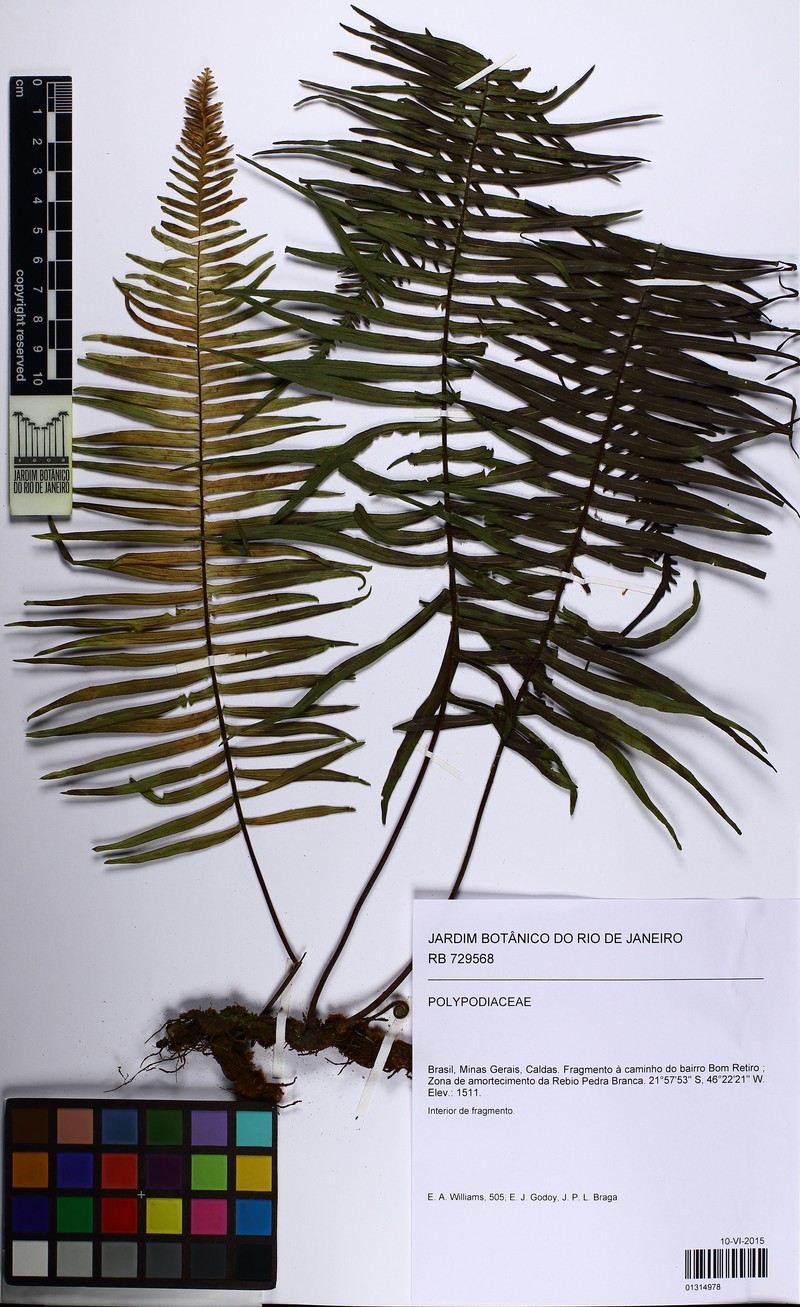 Pecluma recurvata photo 2