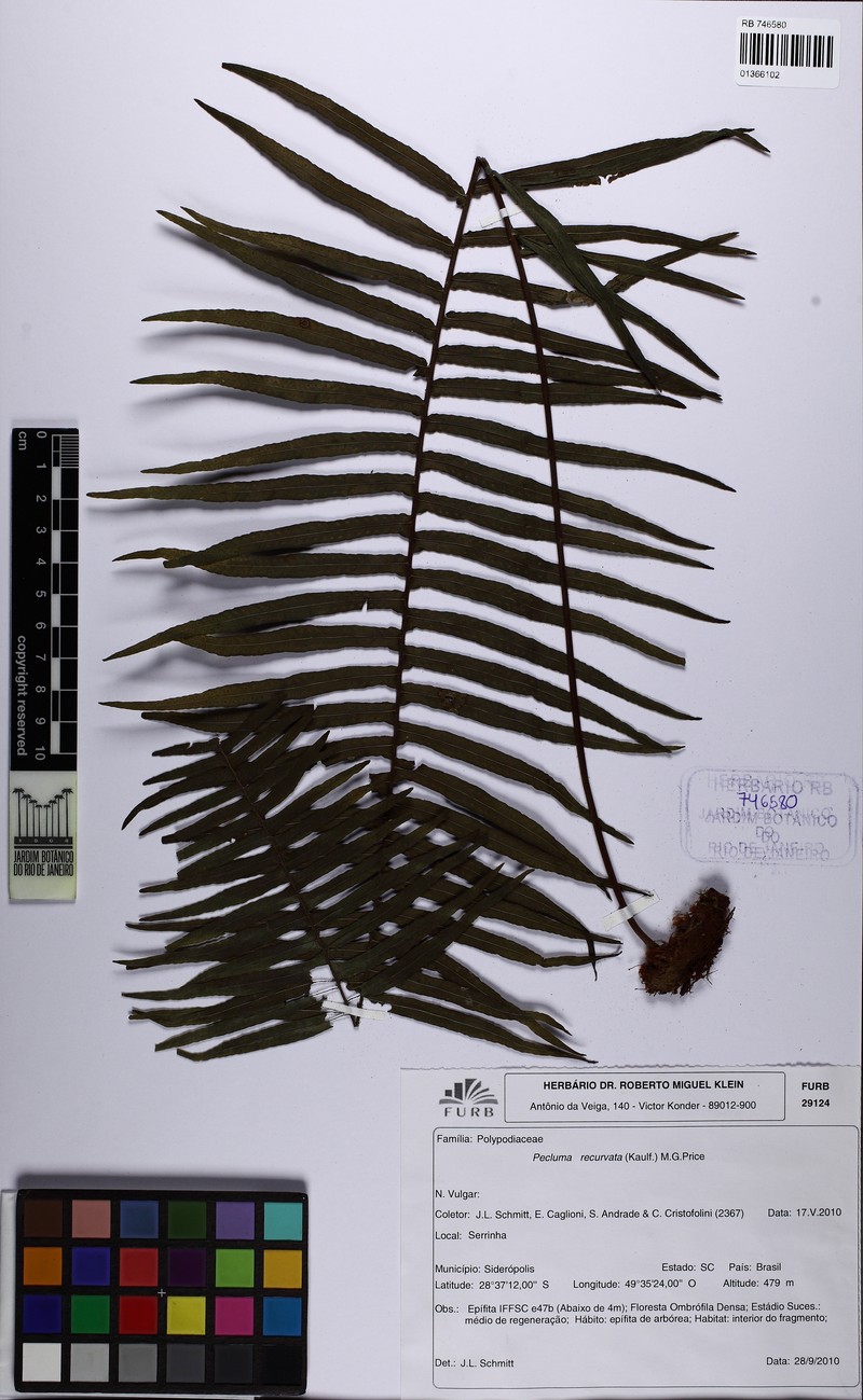 Pecluma recurvata photo 3