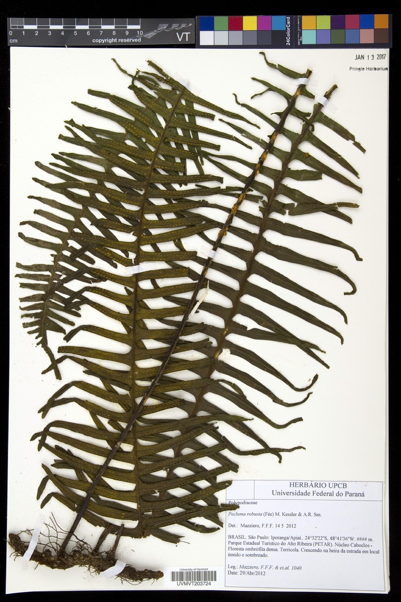 Pecluma robusta