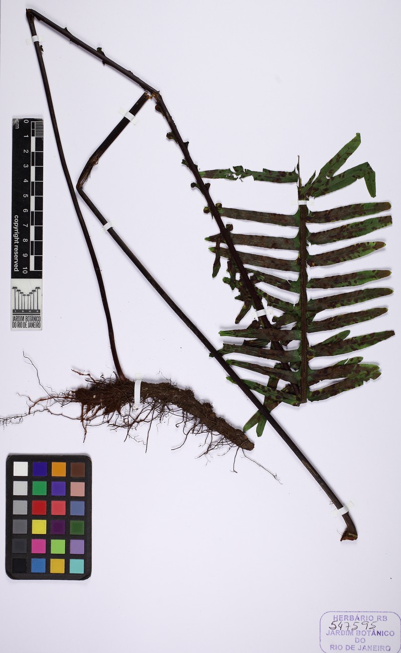 Pecluma robusta photo 2
