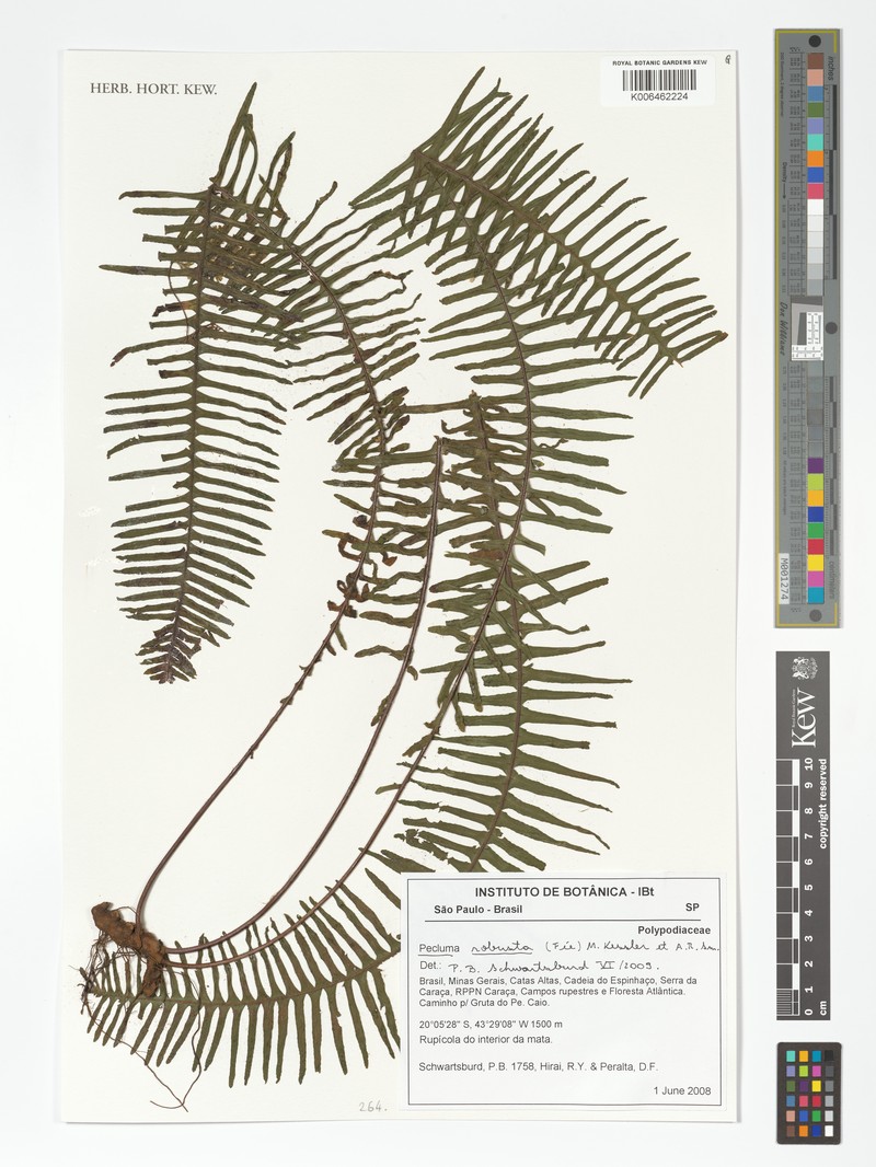 Pecluma robusta photo 3