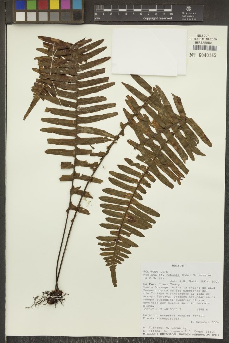 Pecluma robusta photo 4