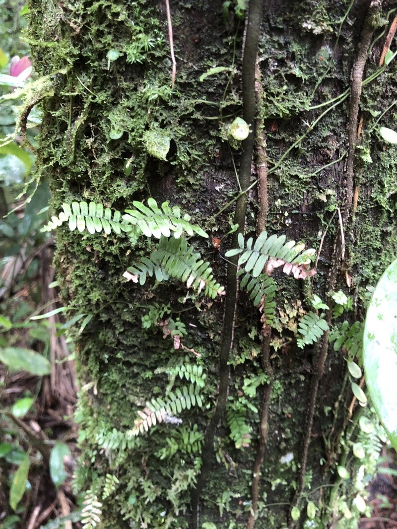 Pecluma sicca