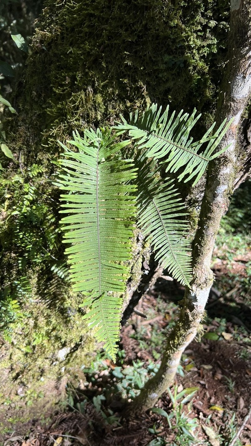 Pecluma sicca photo 2