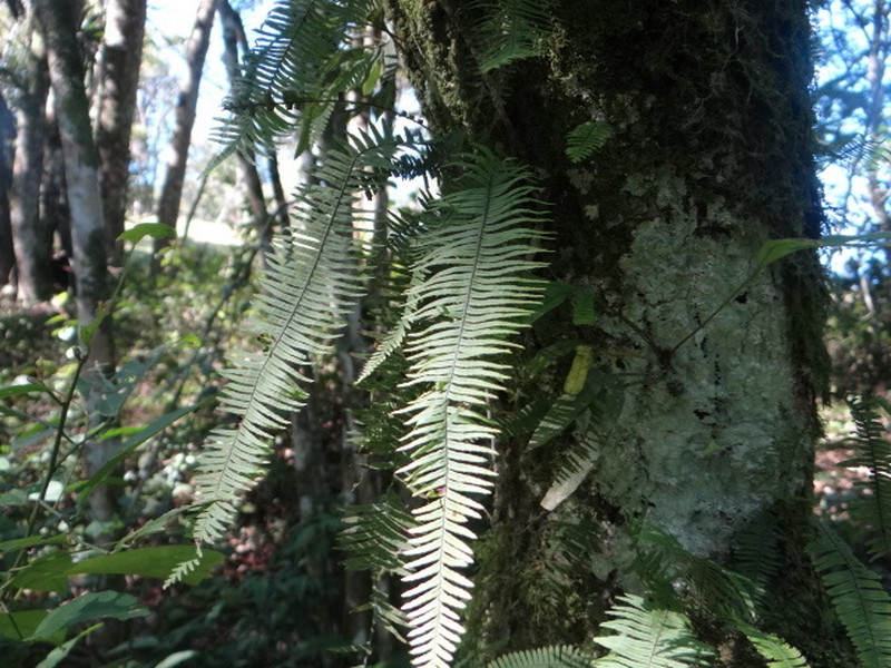 Pecluma sicca photo 4