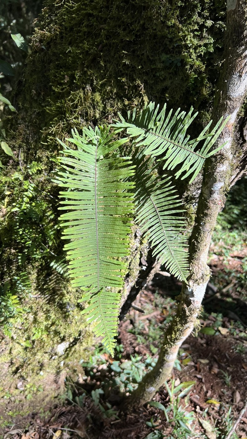 Pecluma sicca photo 5