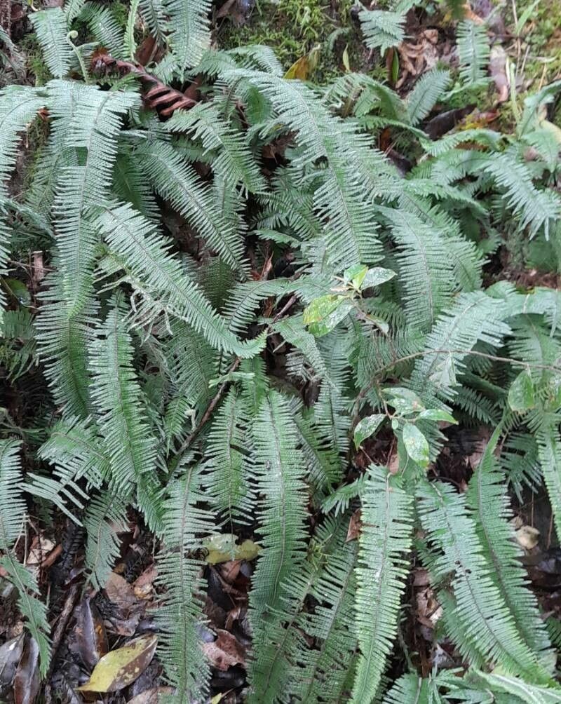 Pecluma sicca photo 6