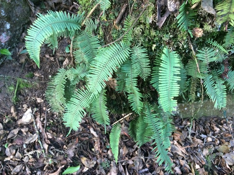 Pecluma singeri