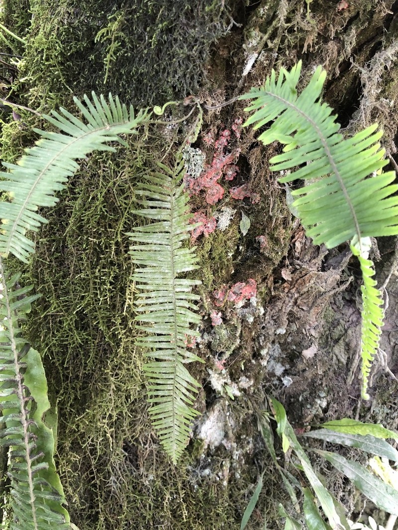 Pecluma singeri photo 2