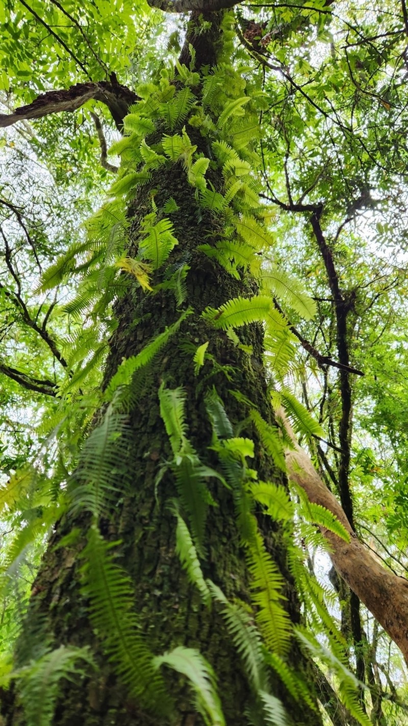 Pecluma singeri photo 3